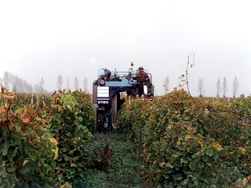 Lucrari agricole viticultura