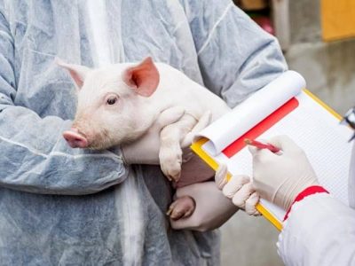 Plan control și combatere virus pesta porcină africană