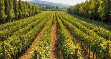 Lansarea sesiunii pentru depunerea cererilor de finanțare pentru „Investiții neproductive la nivel de fermă”