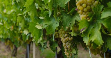 Peste 11 milioane de euro pentru investiții în sectorul vitivinicol. Sesiunea de depunere începe în data de 17 august