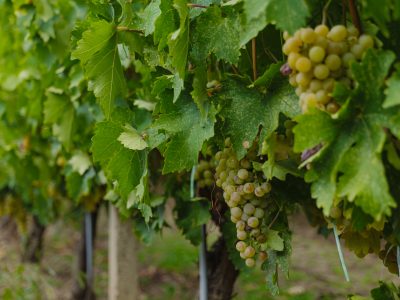 Peste 11 milioane de euro pentru investiții în sectorul vitivinicol. Sesiunea de depunere începe în data de 17 august